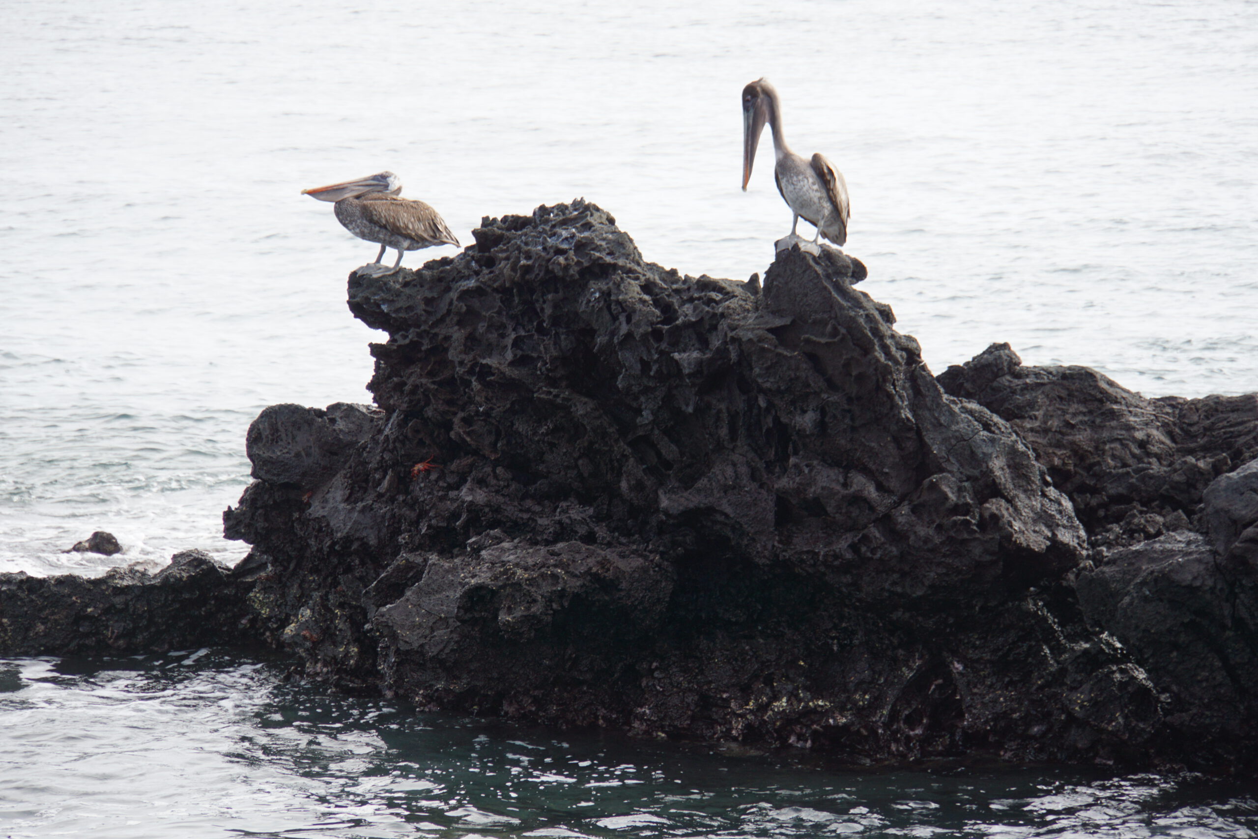 Pelikane auf der Galapagosinsel Barotolomé