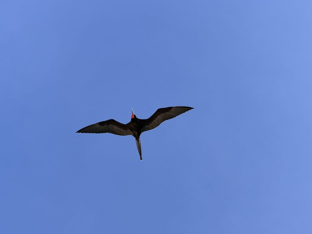 Freggatvogel beim Fliegen